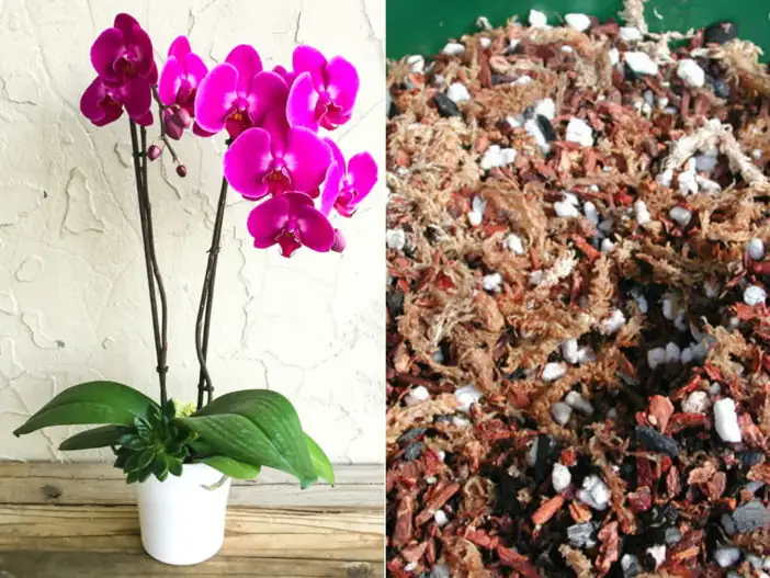 moth orchid potting medium