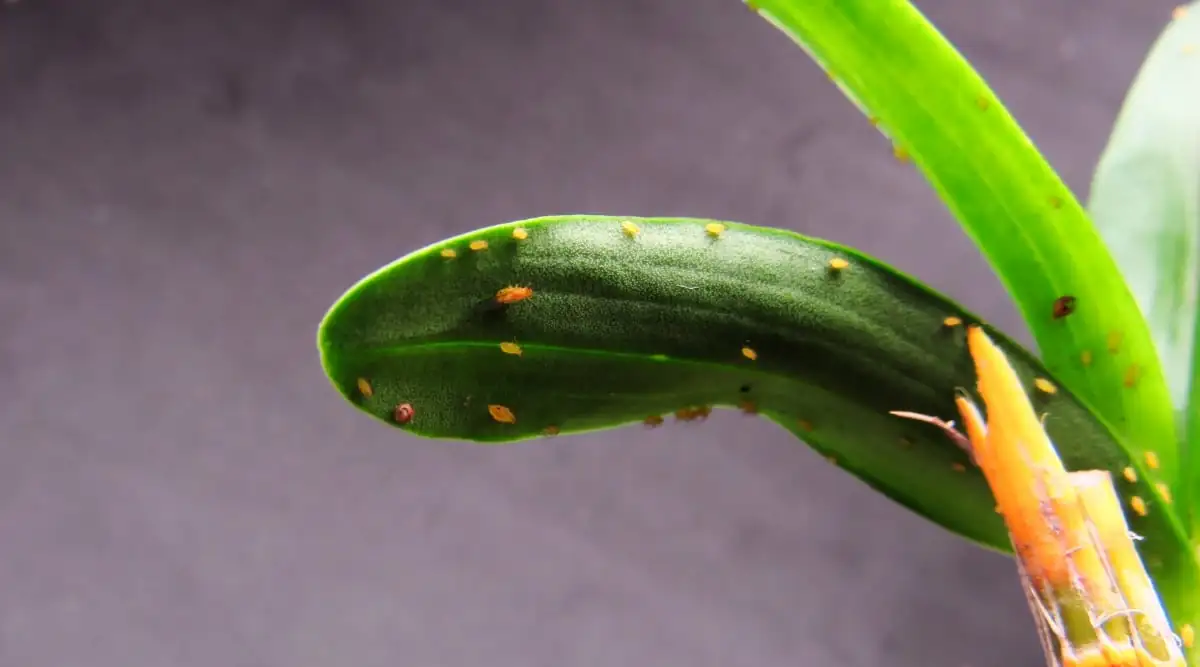 scale insects on orchid leaves