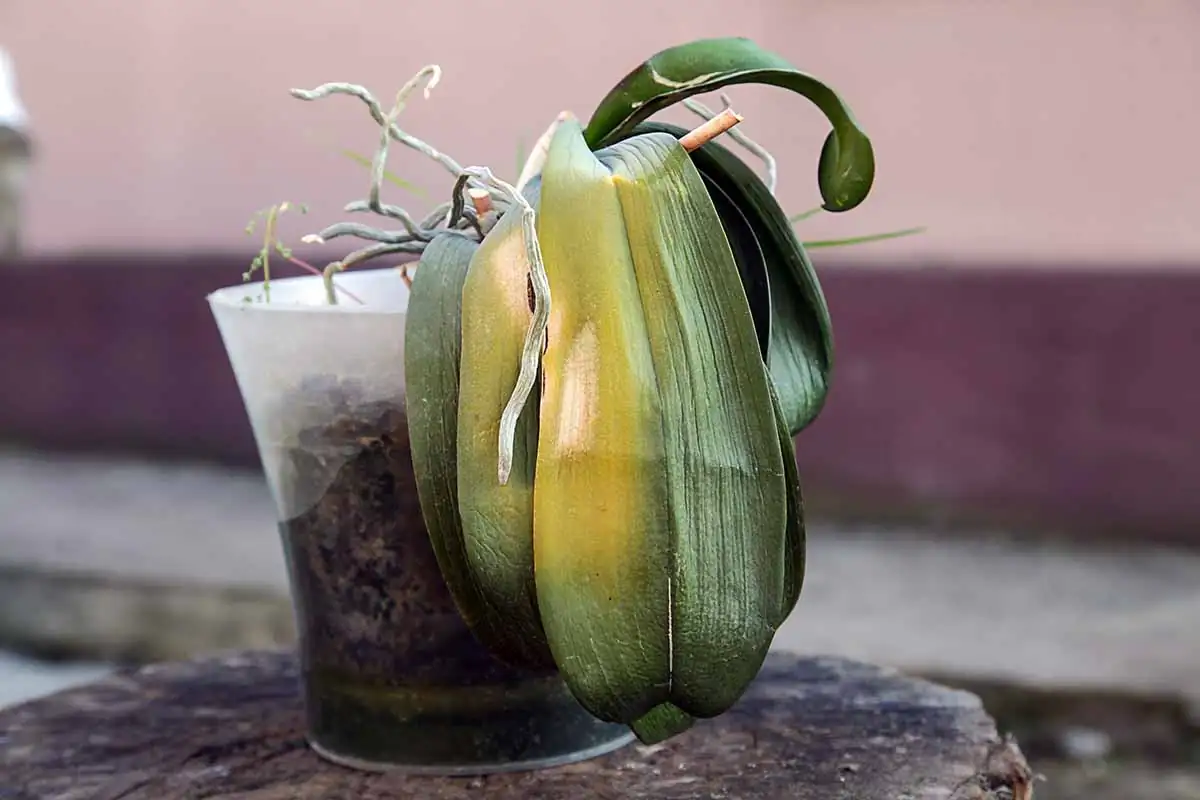 bacterial rot on orchid leaves