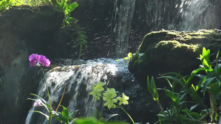 From Tropical Jungles to Your Home: The Journey of Moth Orchids