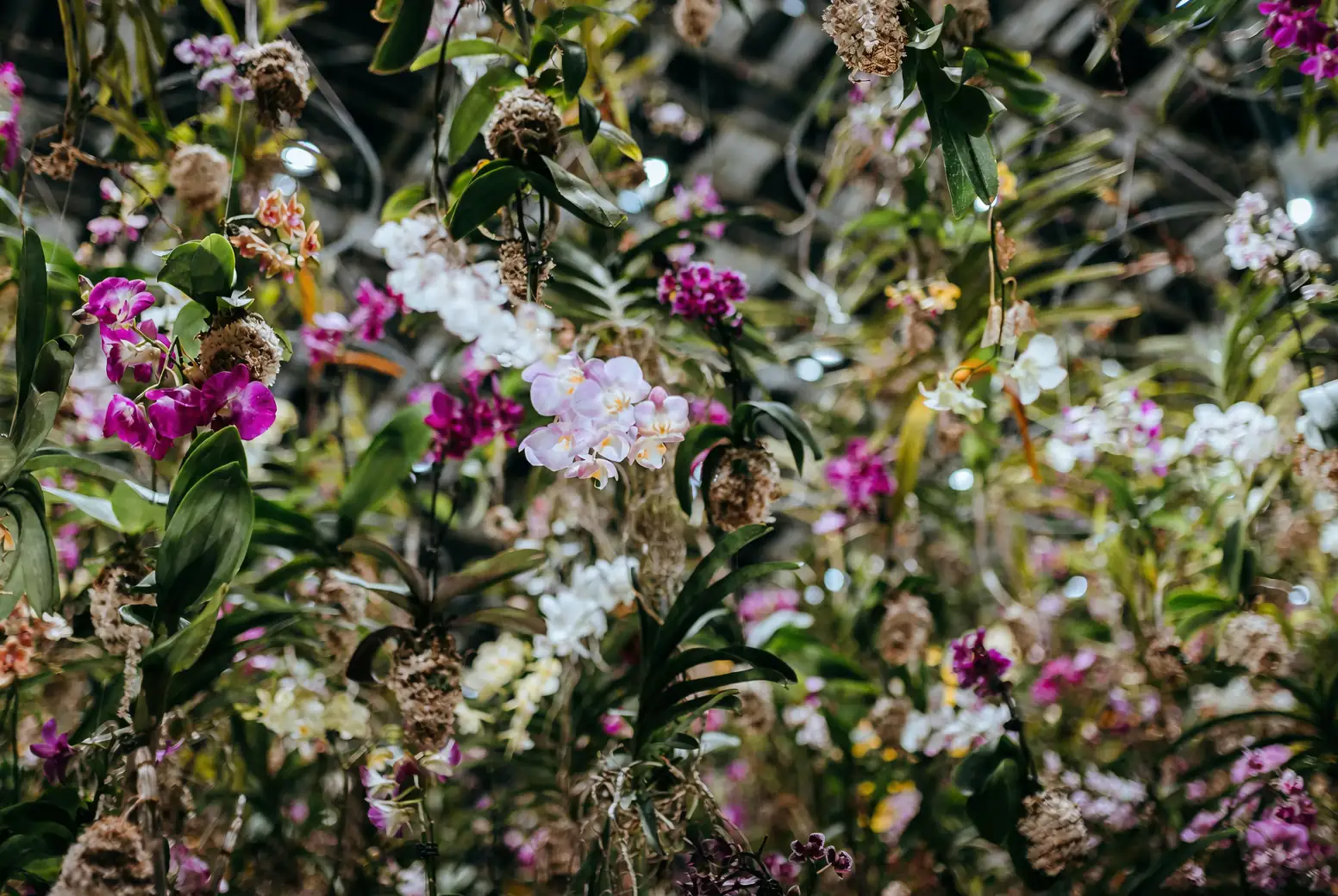 Victorian greenhouse orchids collection