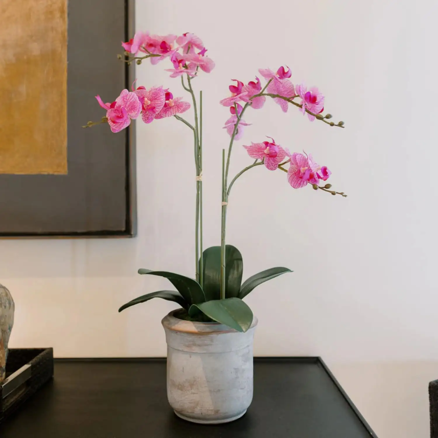 Phalaenopsis orchids indoor display