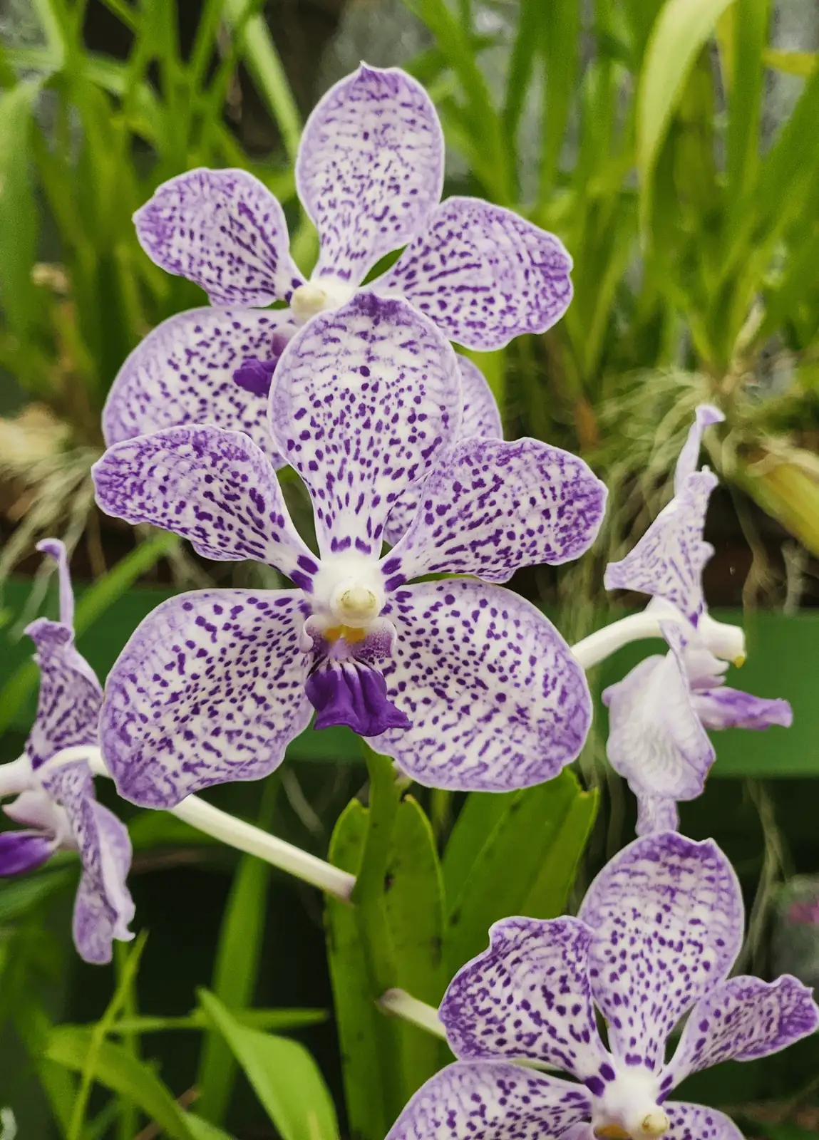 Orchid Oddities: Discover the Fascinating World of Phalaenopsis