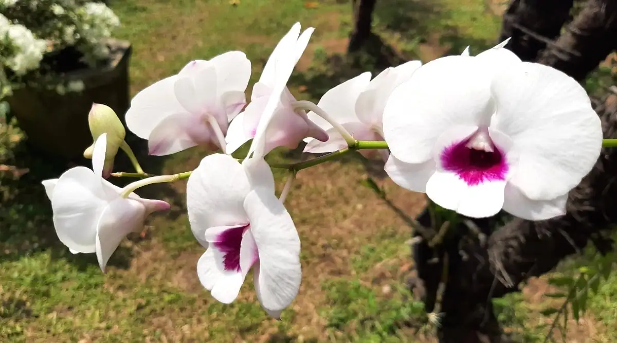 phalaenopsis orchid on tree