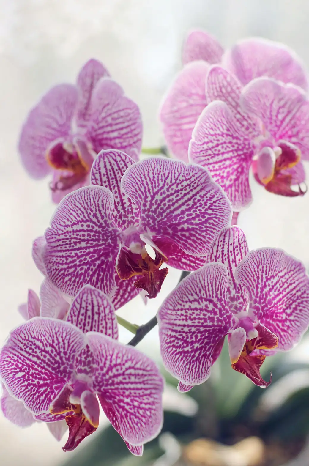 phalaenopsis orchid color variety