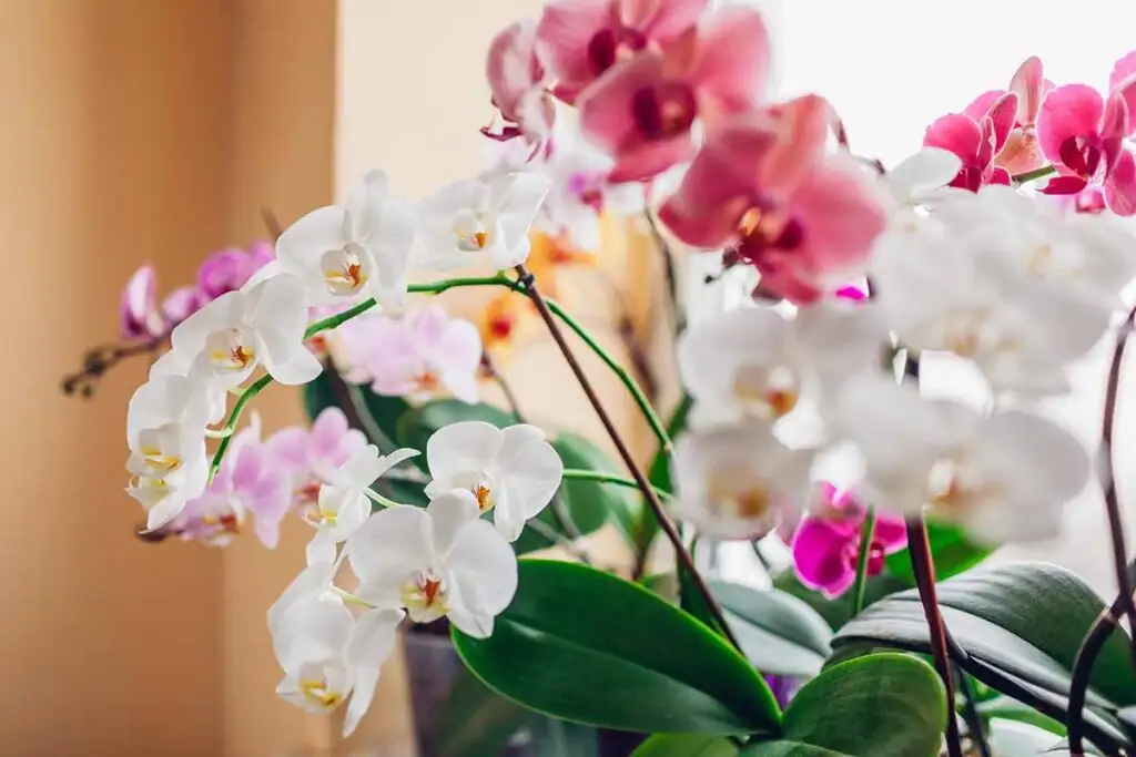 phalaenopsis orchid care indoor