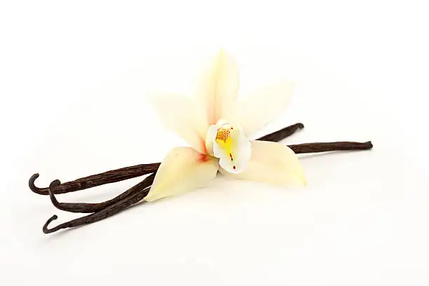 vanilla orchid plant