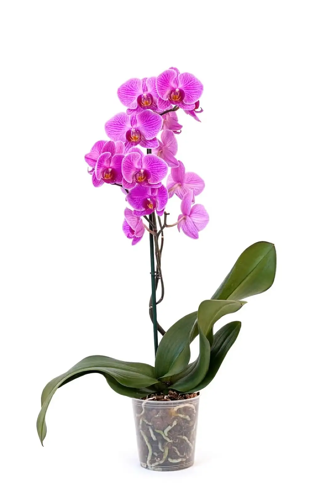 phalaenopsis orchid in home setting