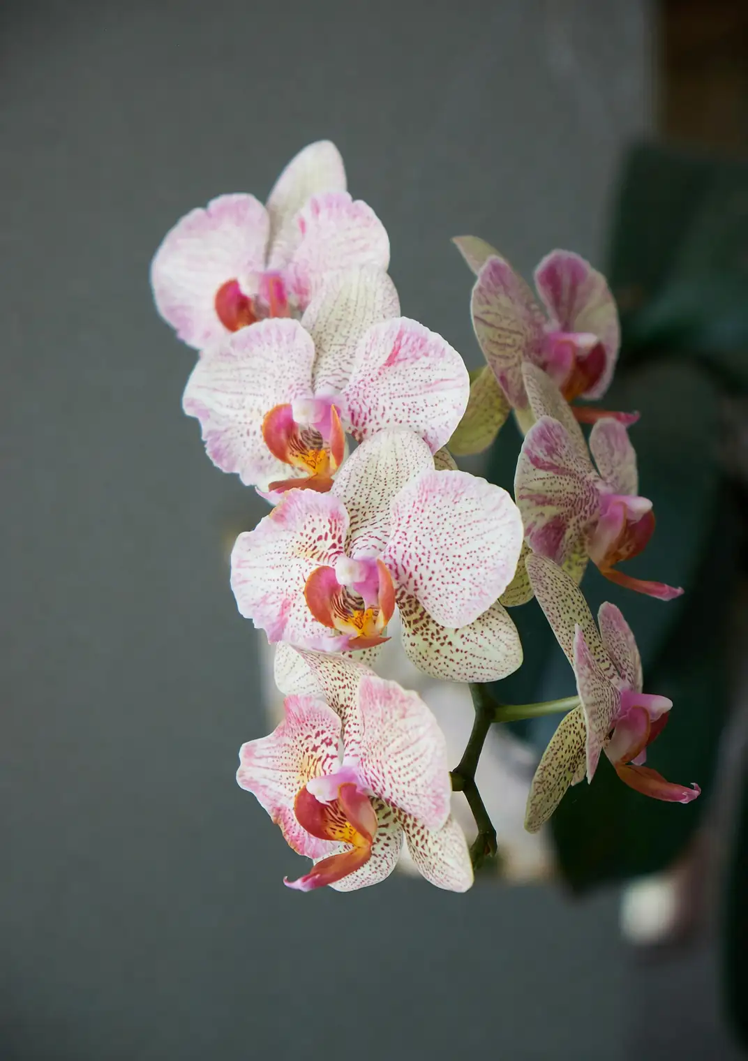 phalaenopsis orchid close-up bloom