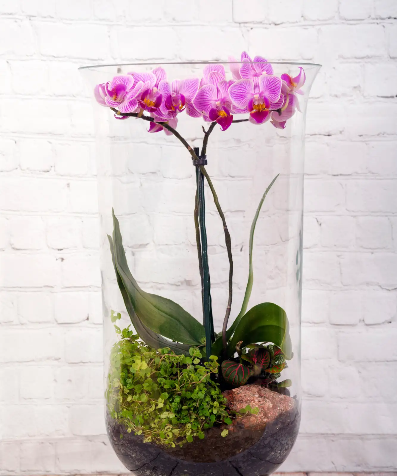 phalaenopsis in glass terrarium