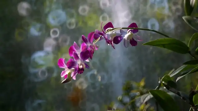 orchid care watering process