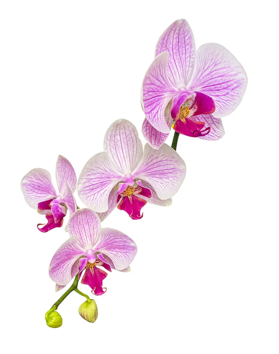 Grow Your Own: The Art and Science of Phalaenopsis Propagation