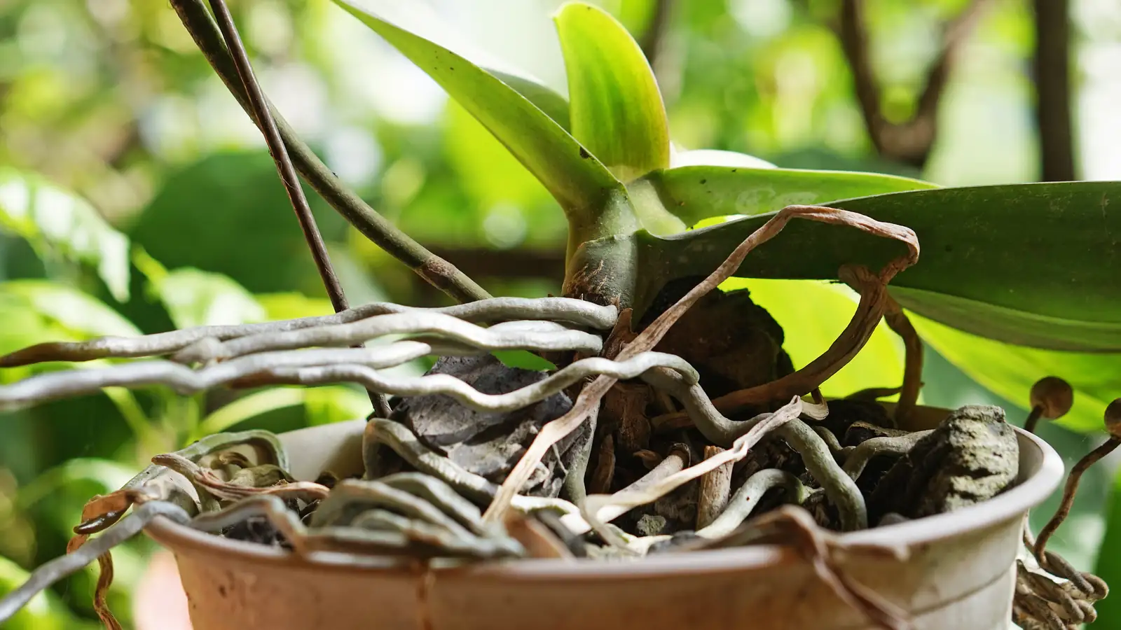 phalaenopsis orchid aerial roots