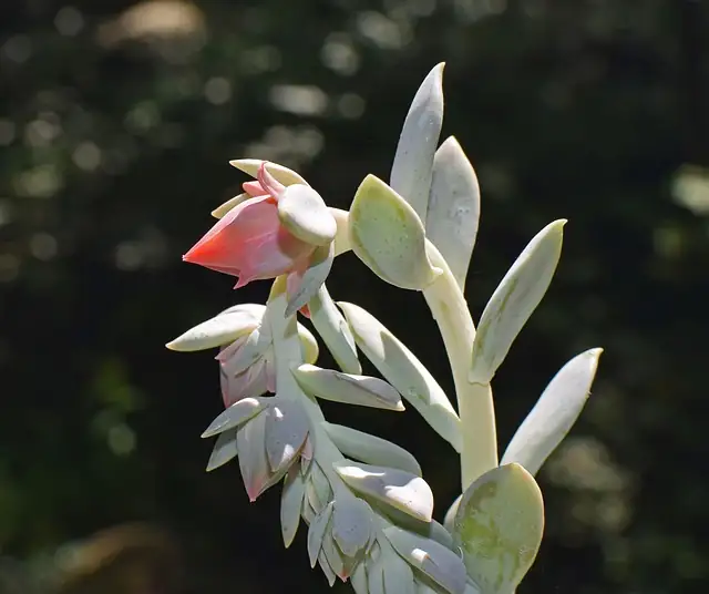 phalaenopsis keiki on flower spike