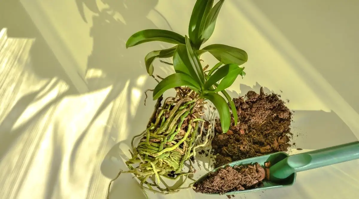 phalaenopsis division process