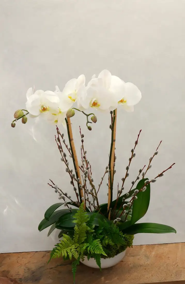 boston fern and phalaenopsis together