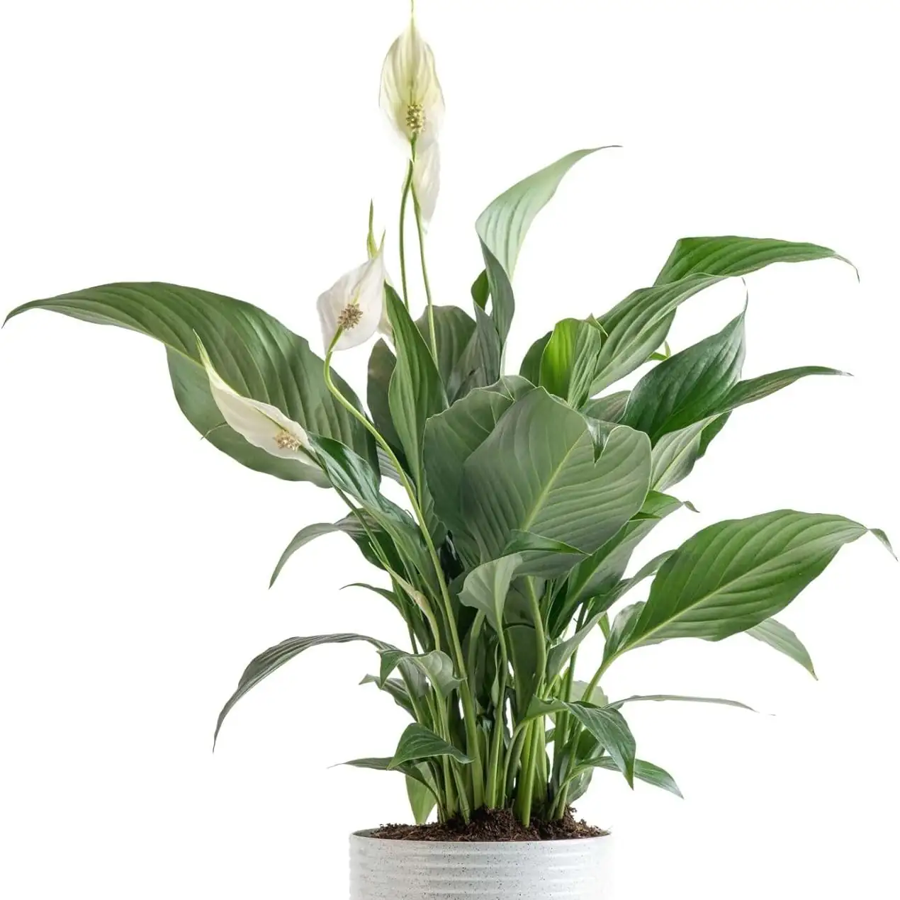peace lily and moth orchid indoor