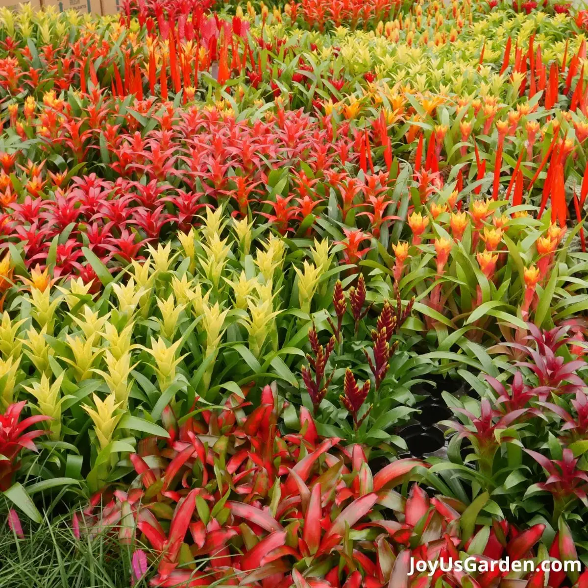 bromeliad and orchid colorful display