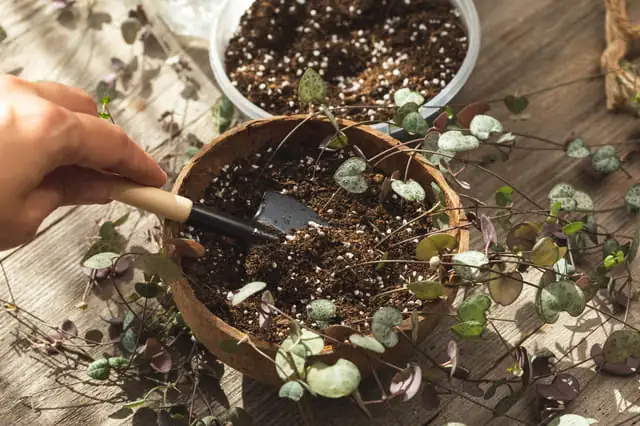 string of hearts soil mix