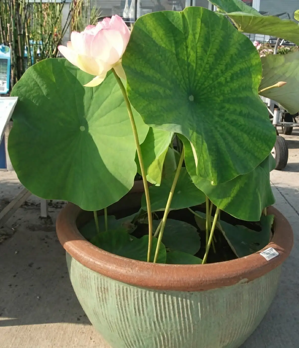 lotus in container water garden