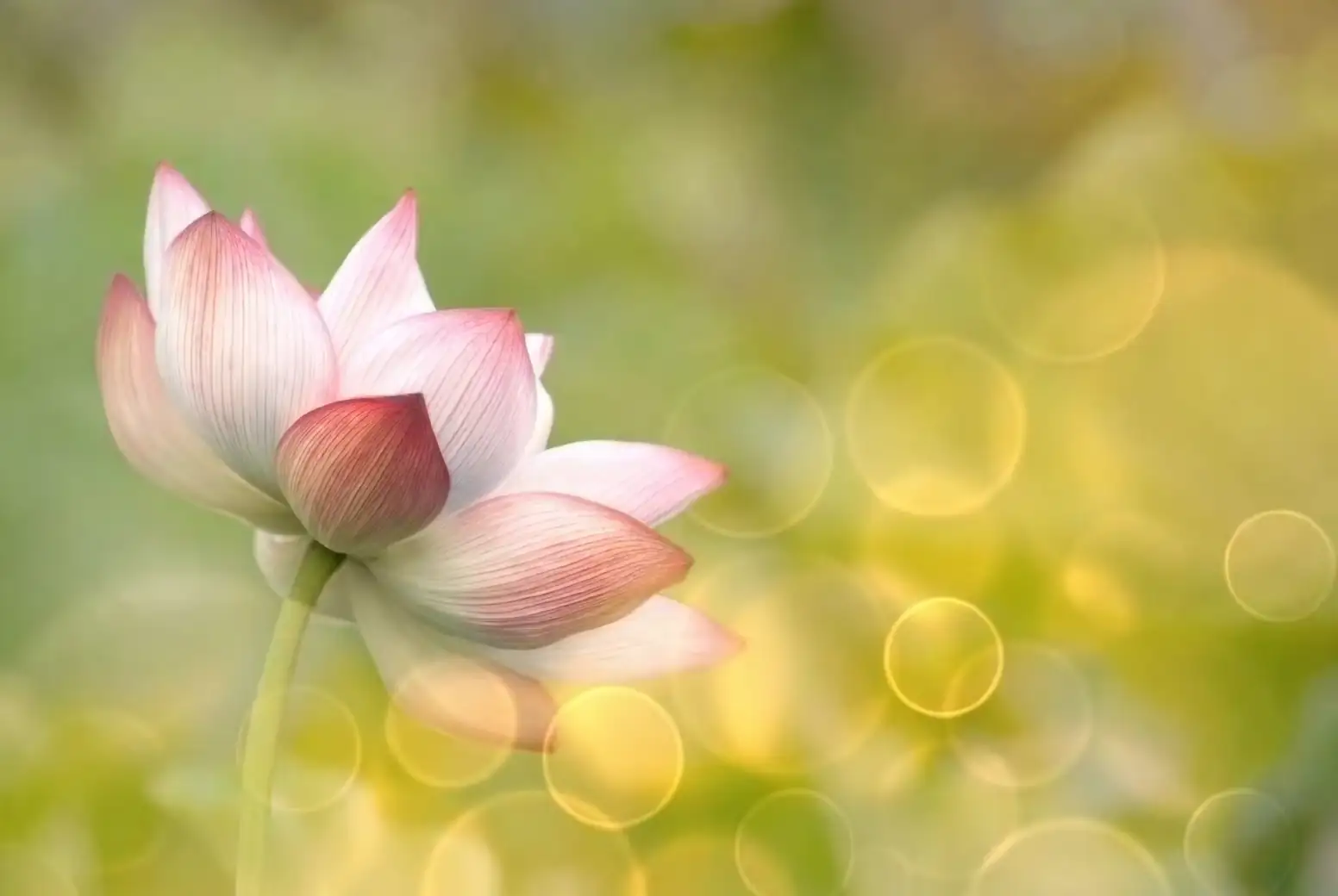 lotus in full sunlight garden