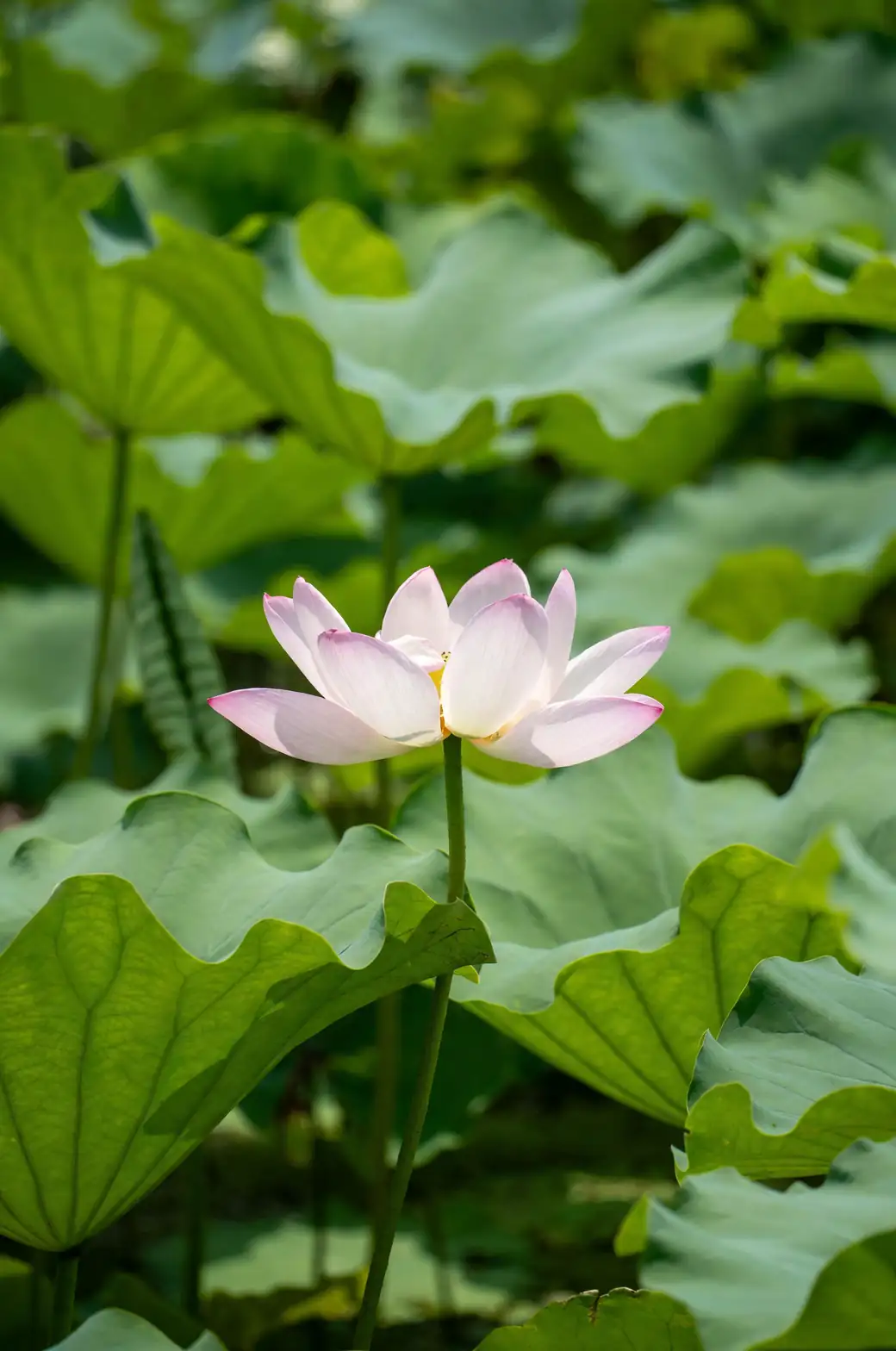 lotus summer bloom close-up