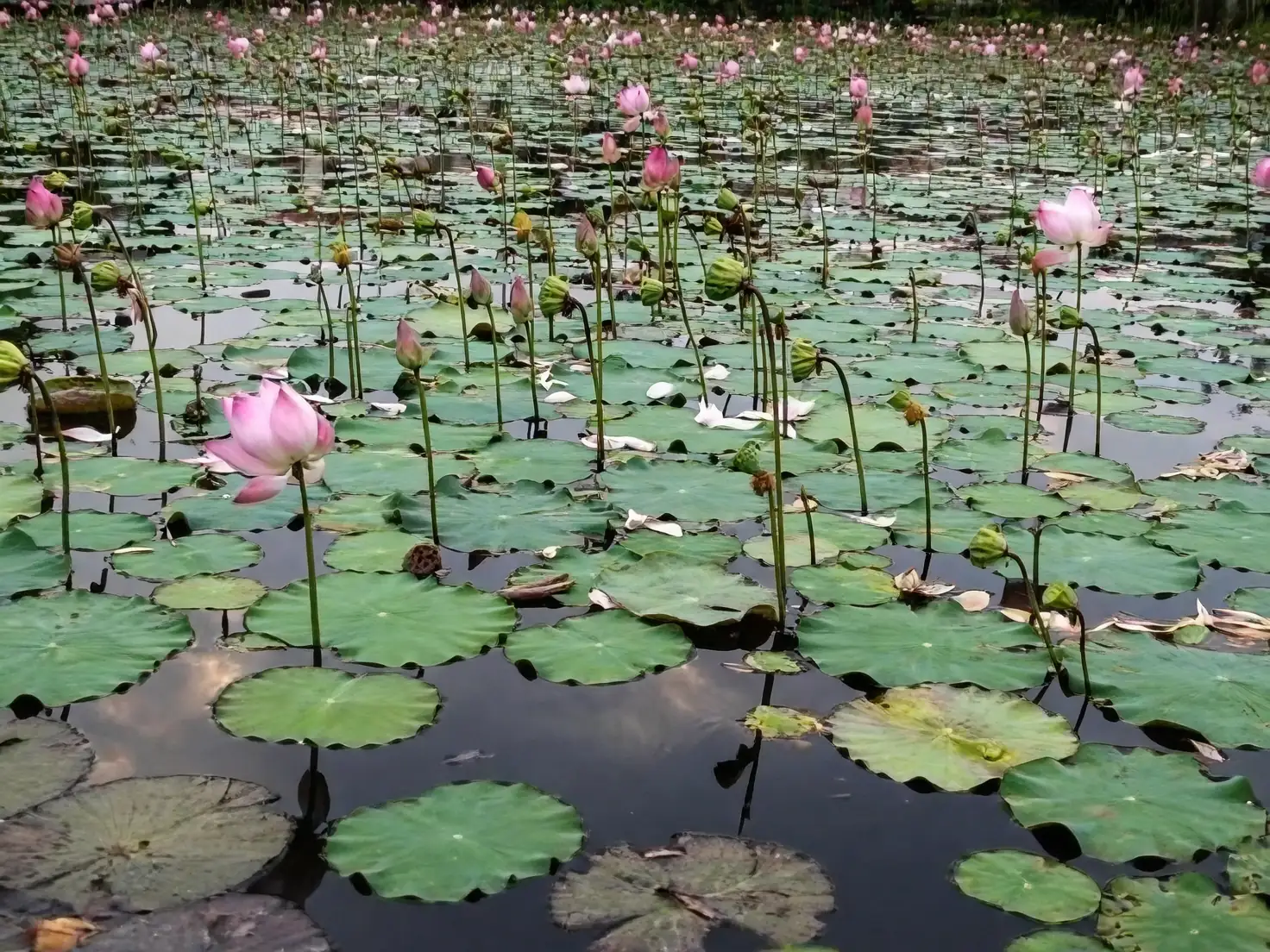 Pest Patrol: How to Keep Your Lotus Plants Healthy and Pest-Free