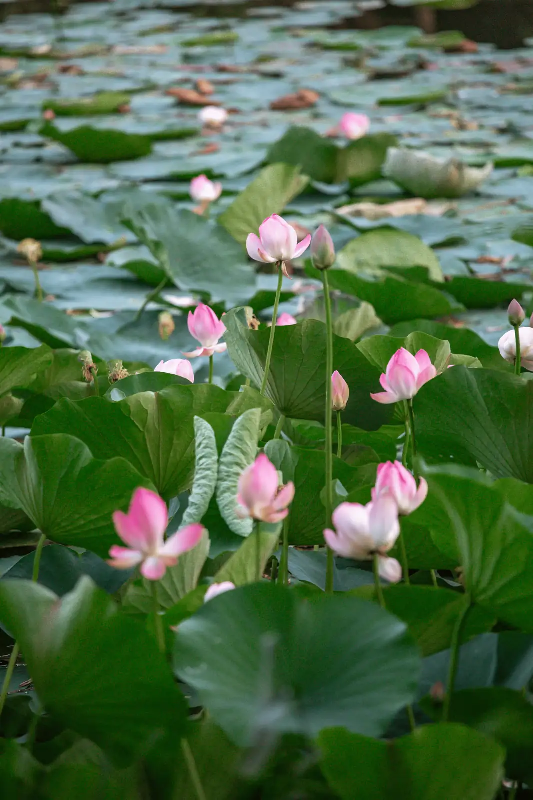 The Lotus Odyssey: Tracing the Journey from Ancient Asia to Modern Gardens