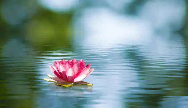 lotus flower close-up