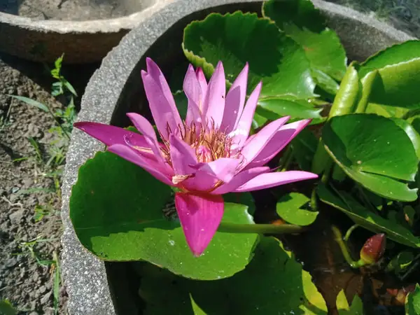 lotus cultivation in garden