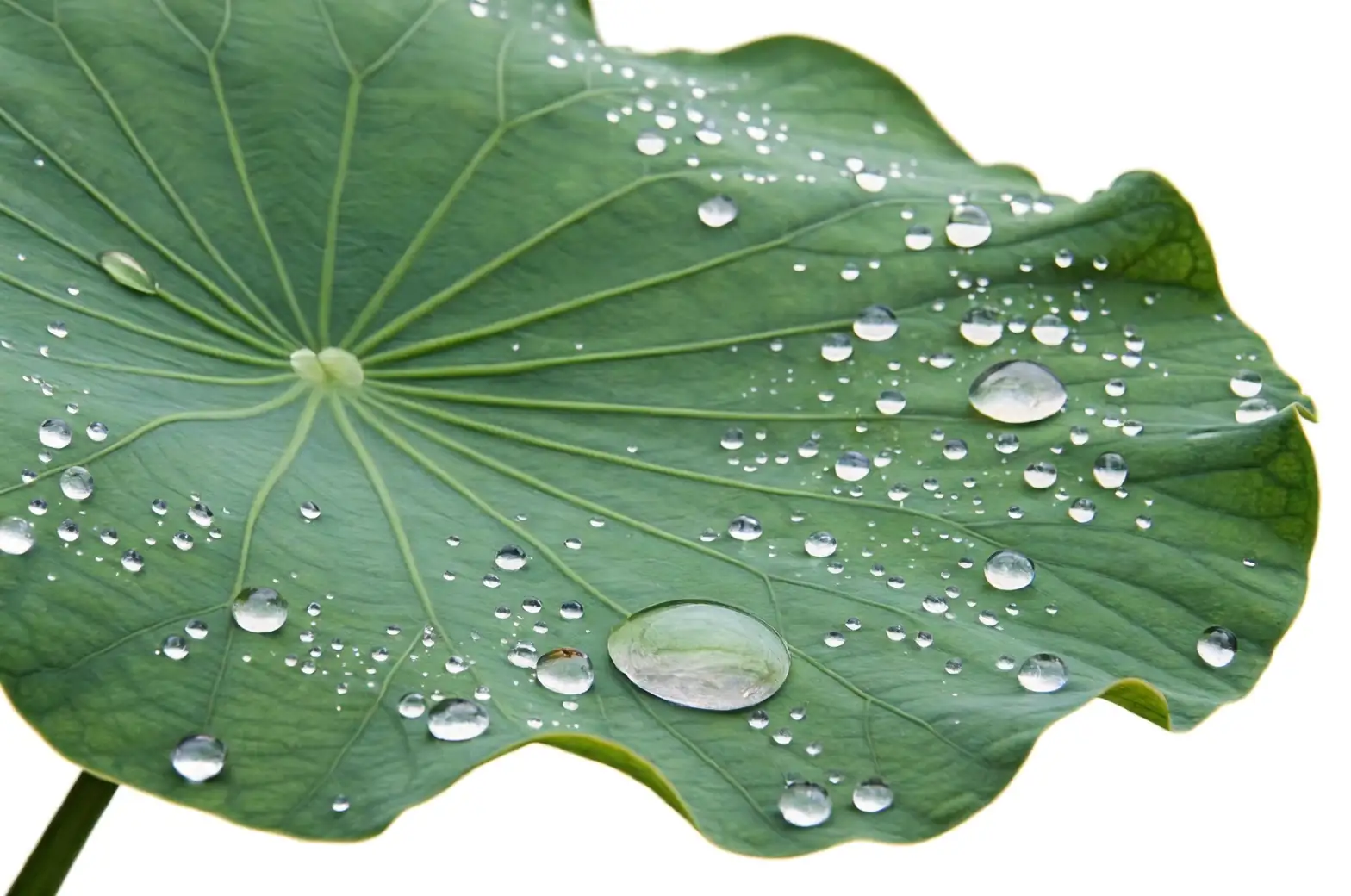 Lotus Leaves and Their Marvelous Tricks: Unveiling the Lotus Effect