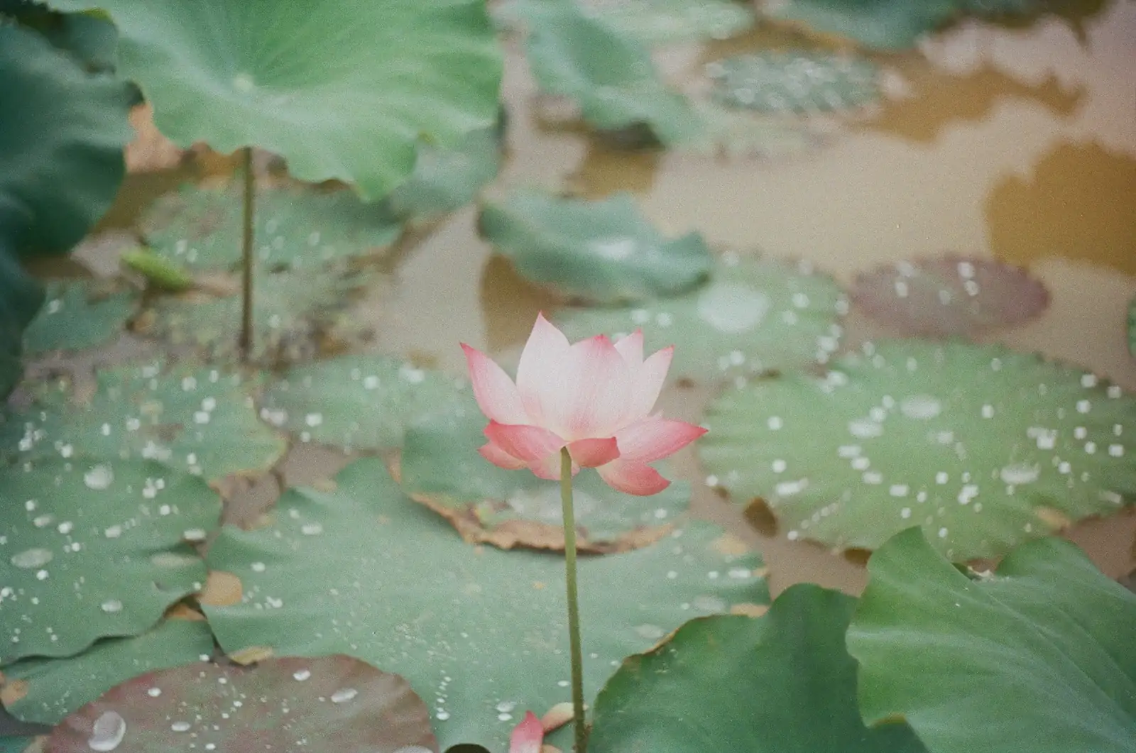 lotus plant in garden pond