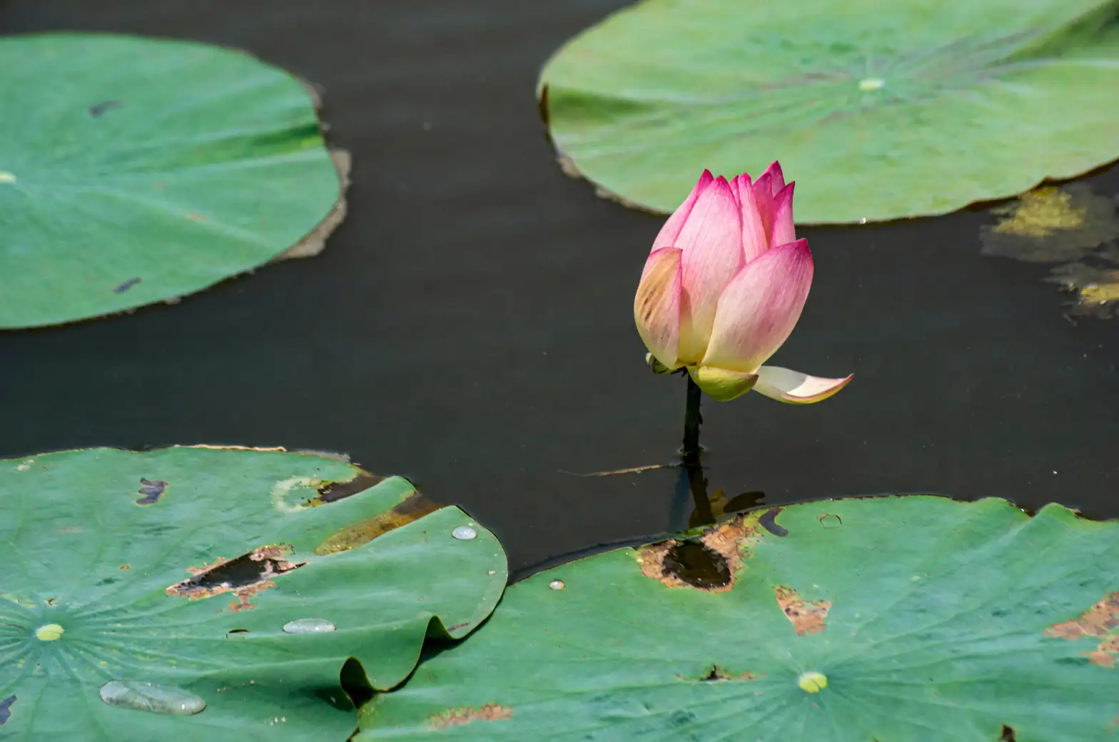 The Spiritual Bloom: Decoding the Lotus’ Flower Language and Cultural Significance