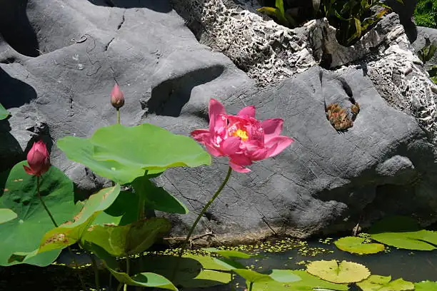 lotus in full sunlight pond