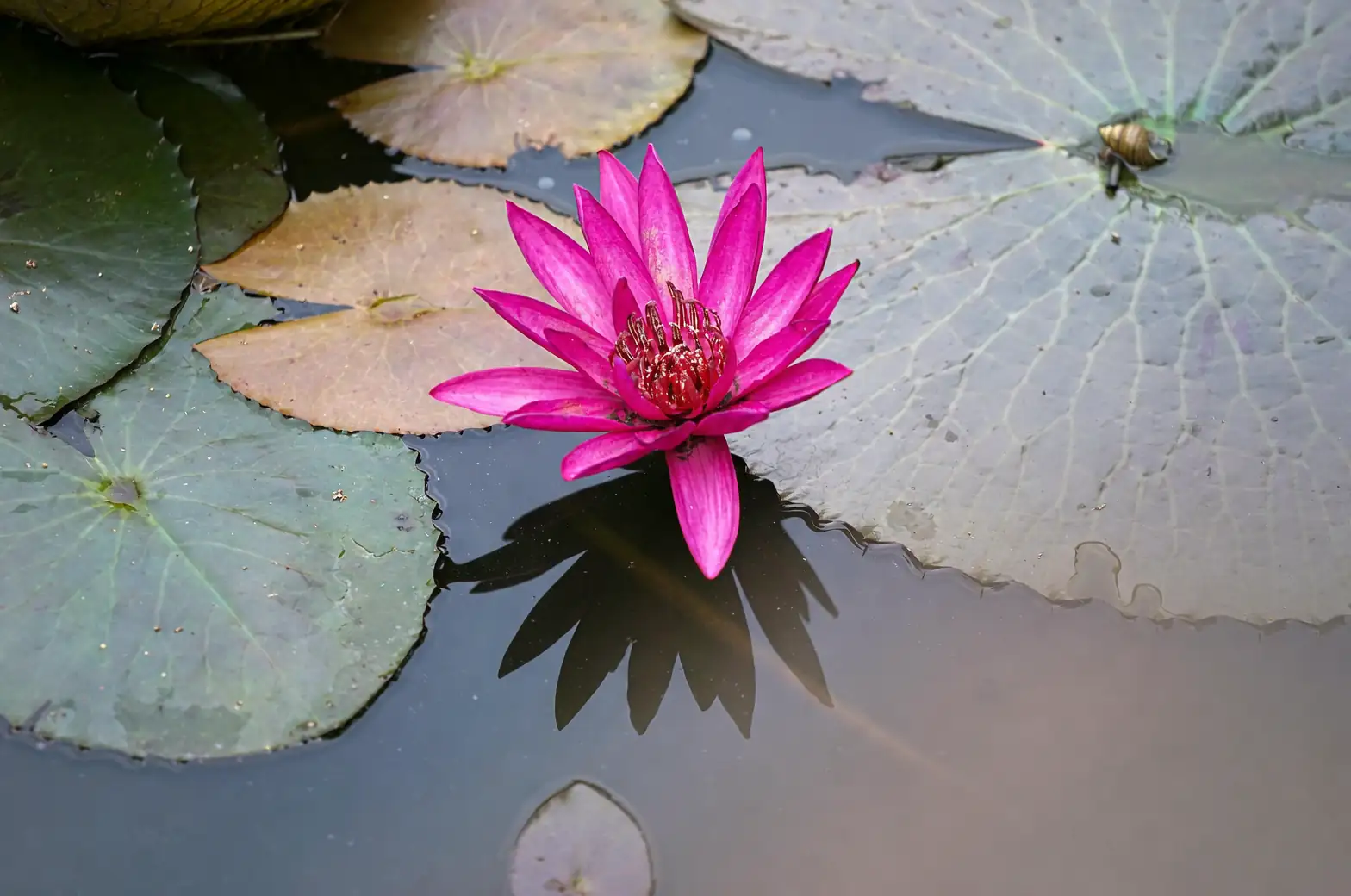 dwarf water lilies and lotus