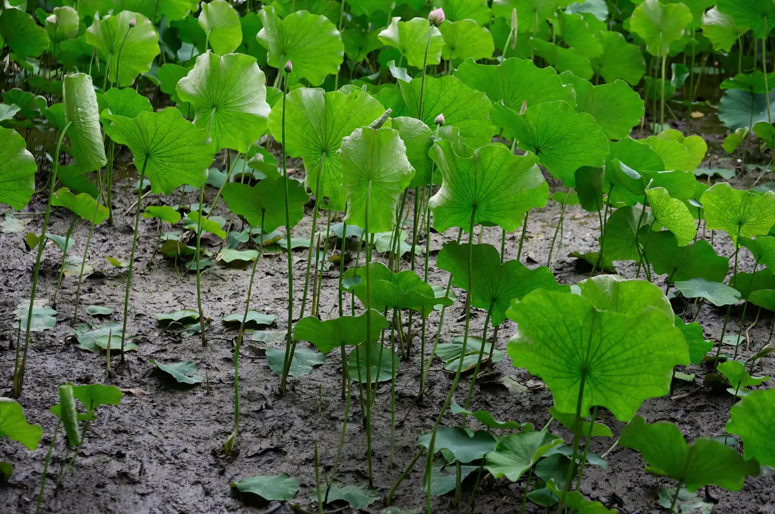 lotus roots in muddy soil