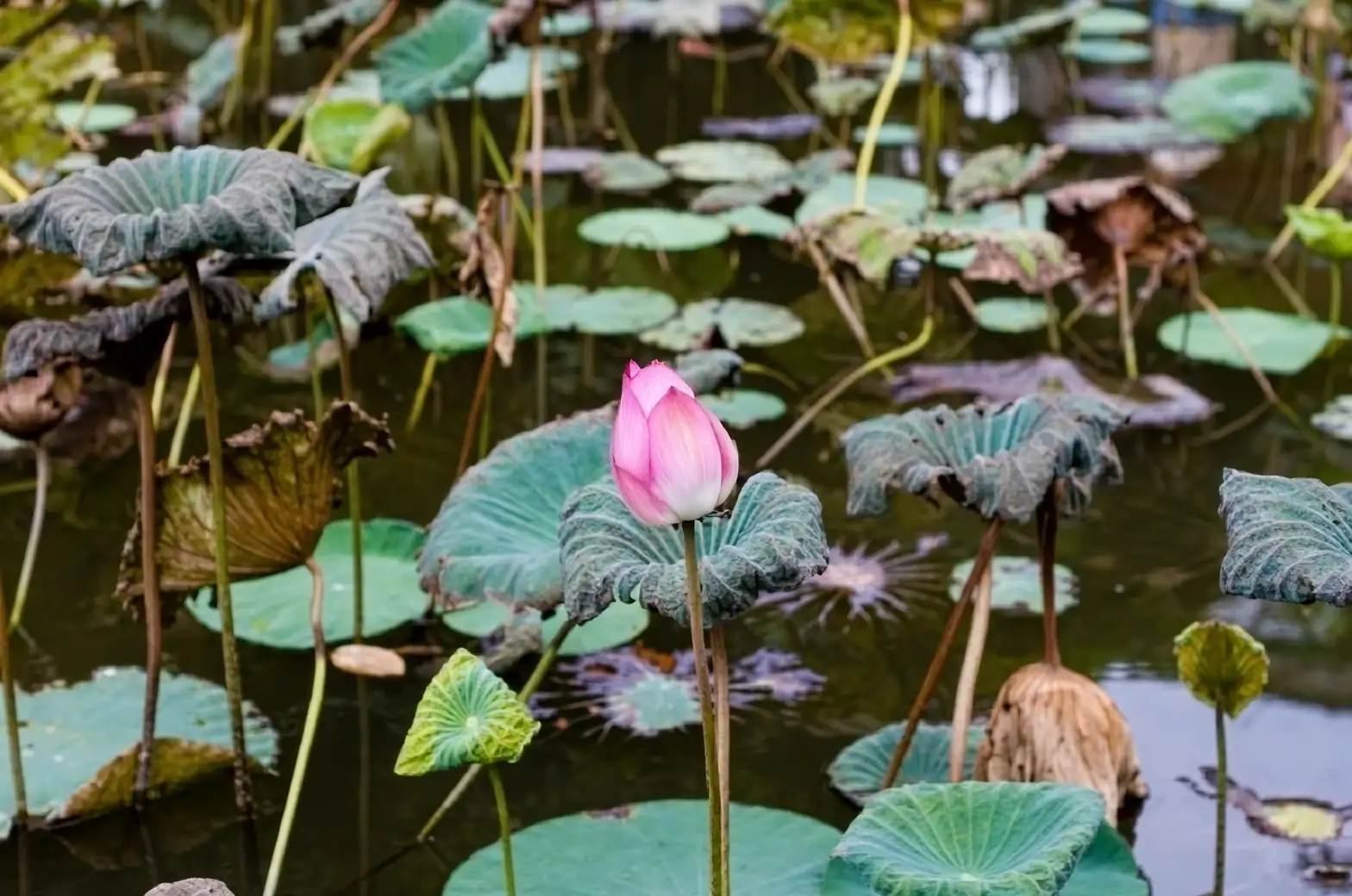Propagate Like a Pro: Mastering the Art of Lotus Division and Seed Cultivation