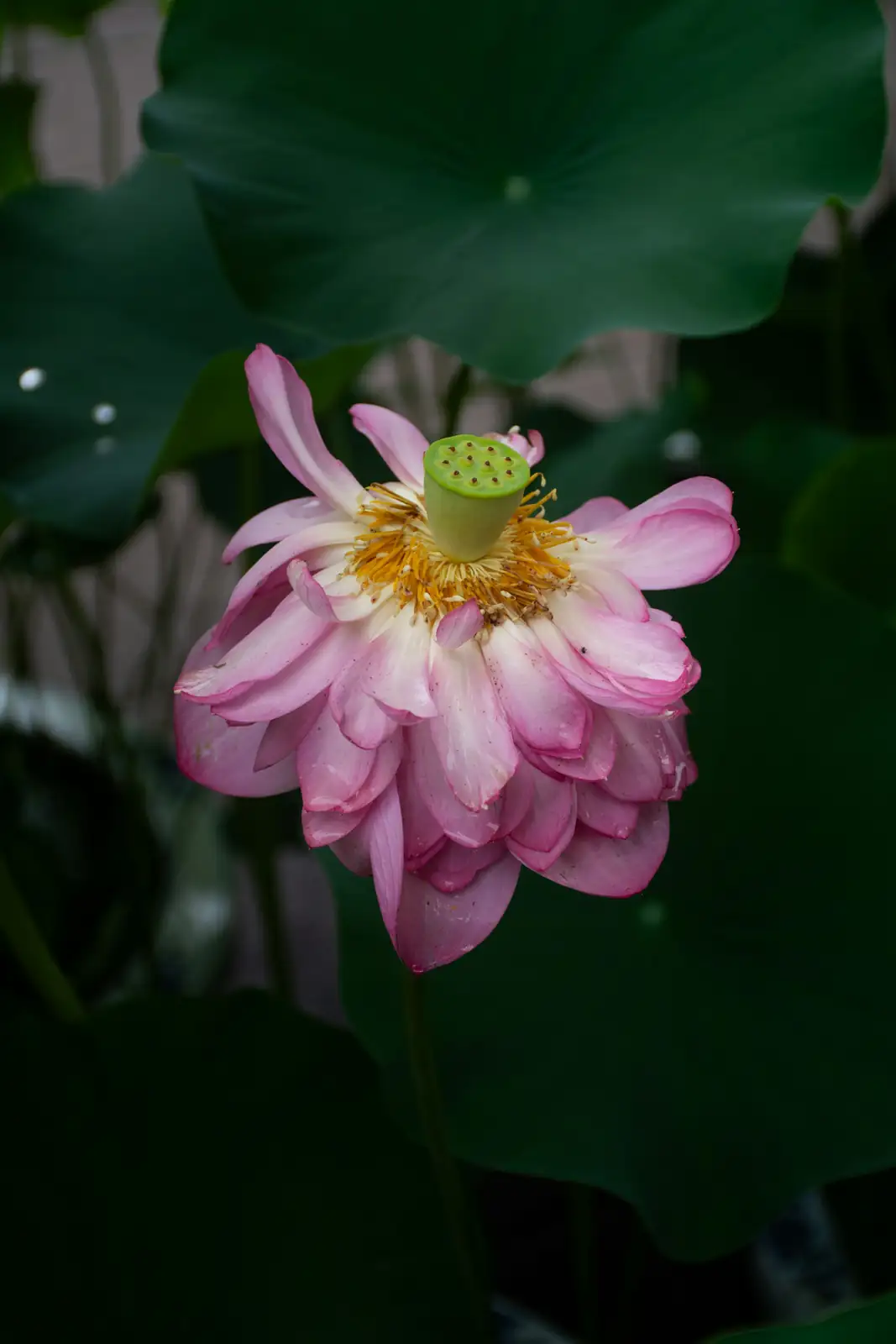 lotus seed scarification
