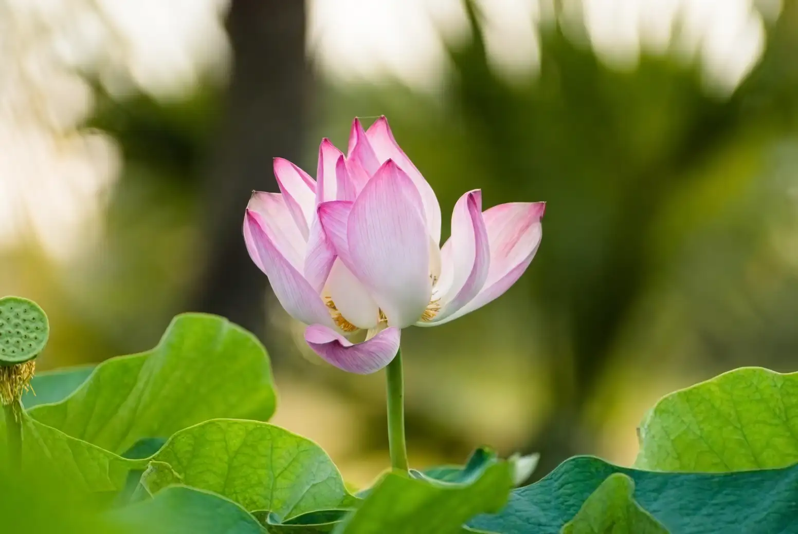 lotus in full bloom