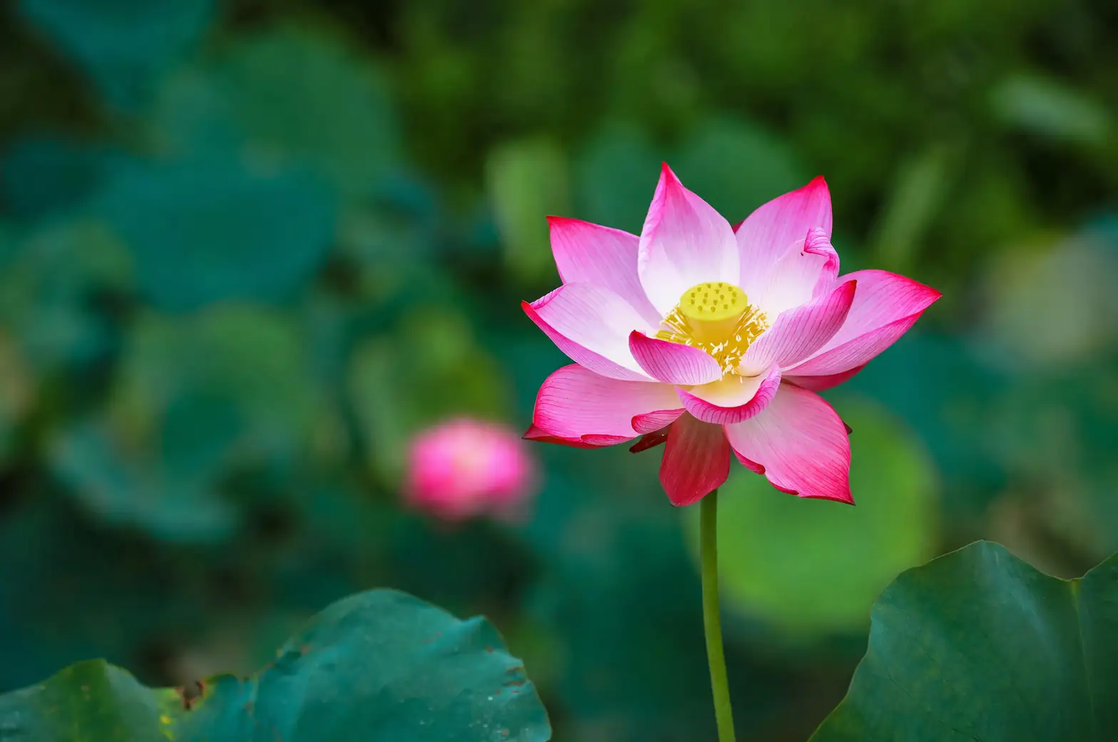 From Pond to Plate: Exploring the Edible Delights of the Sacred Lotus