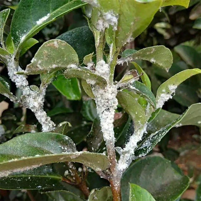 mealybugs on plant stems