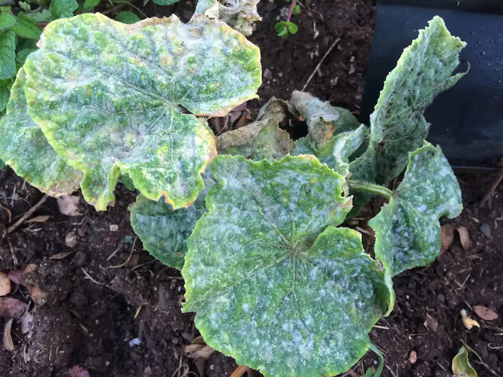 powdery mildew on plant leaves