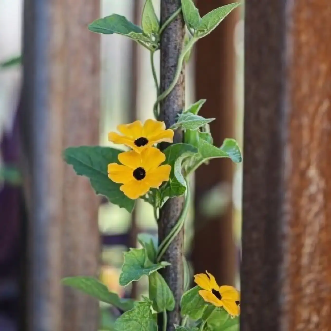 From Africa to Your Garden: The Adventurous Journey of the Black-eyed Susan Vine