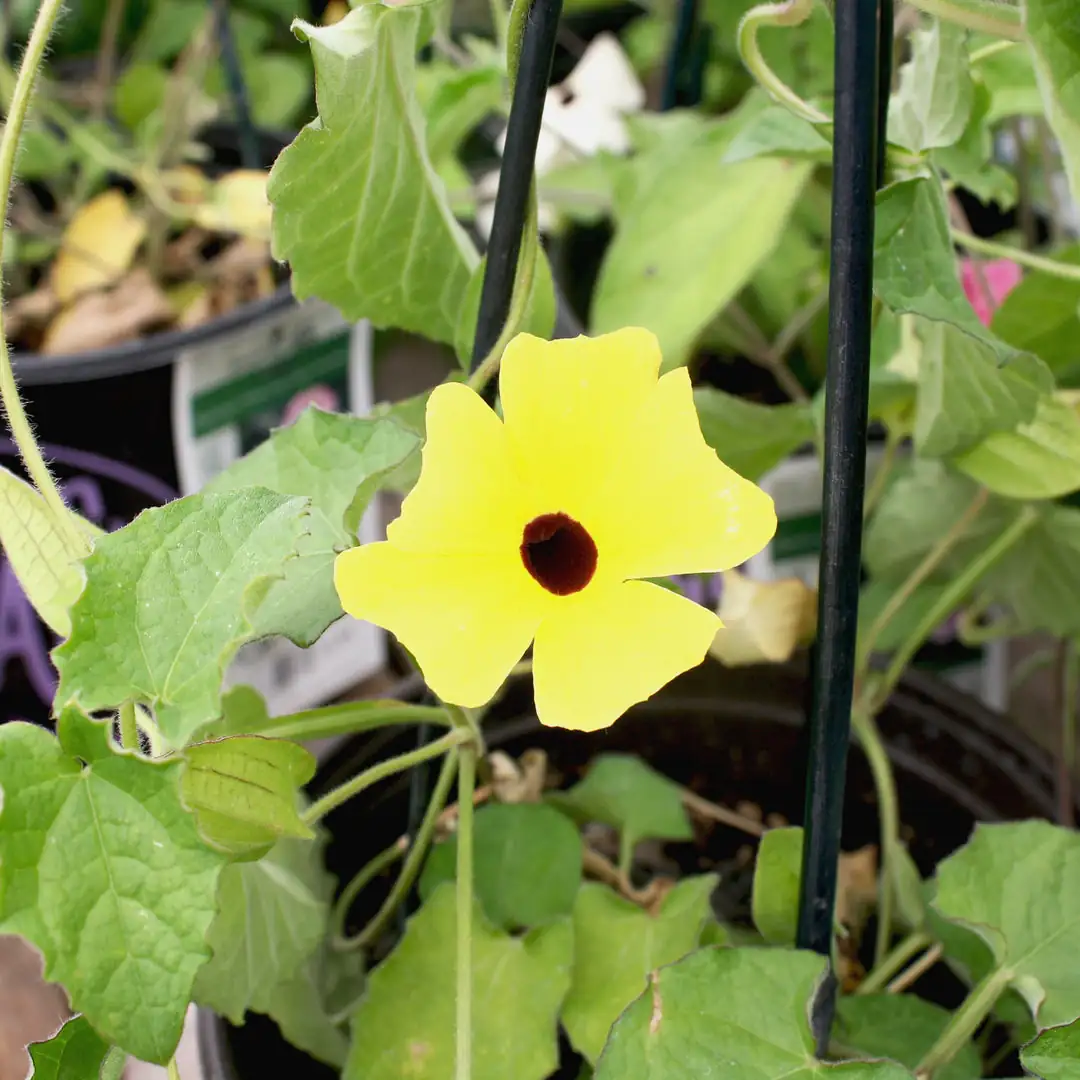 Thunbergia alata European garden