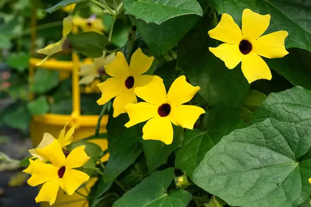 Black-eyed Susan Vine flowers close-up