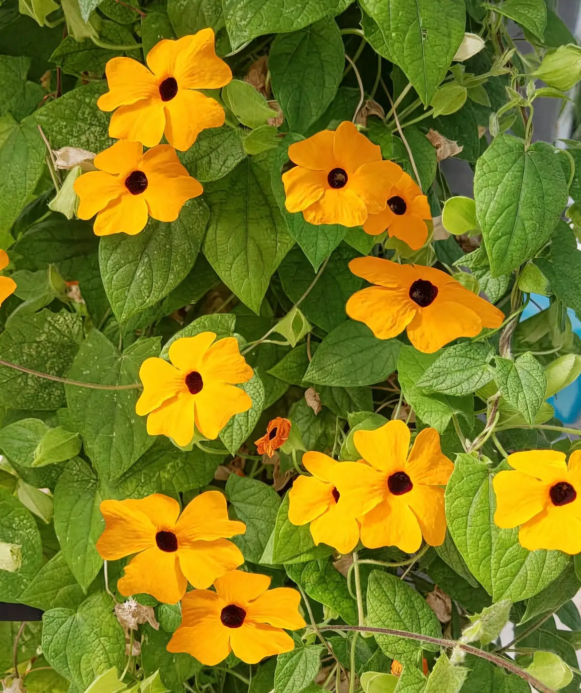 Why ‘Black-eyed’? Discover the Quirky Traits of Thunbergia alata