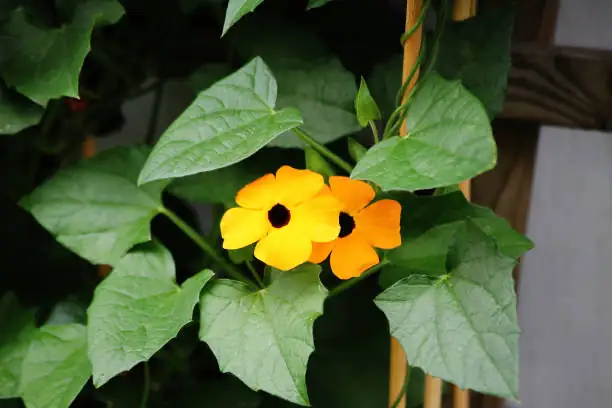 Black-eyed Susan Vine flower close-up