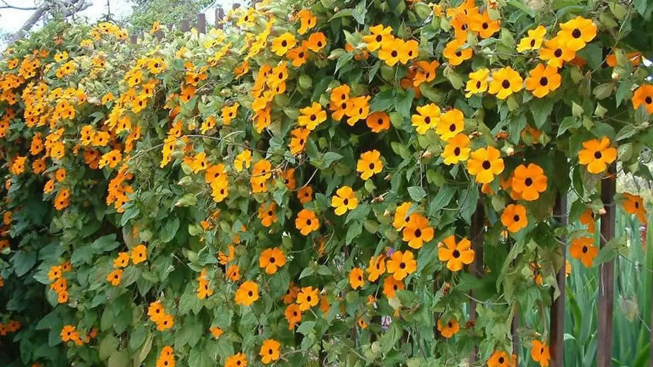 Black-eyed Susan Vine on balcony railing