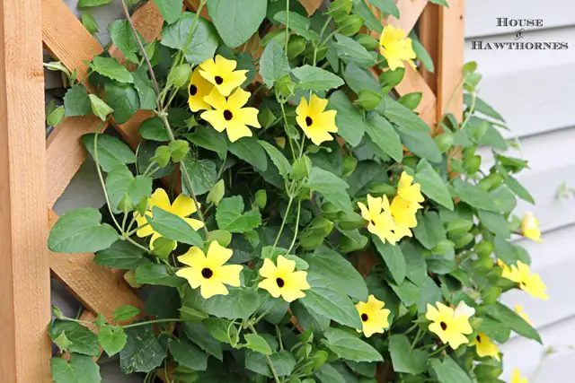 Gardener pinching Black-eyed Susan Vine