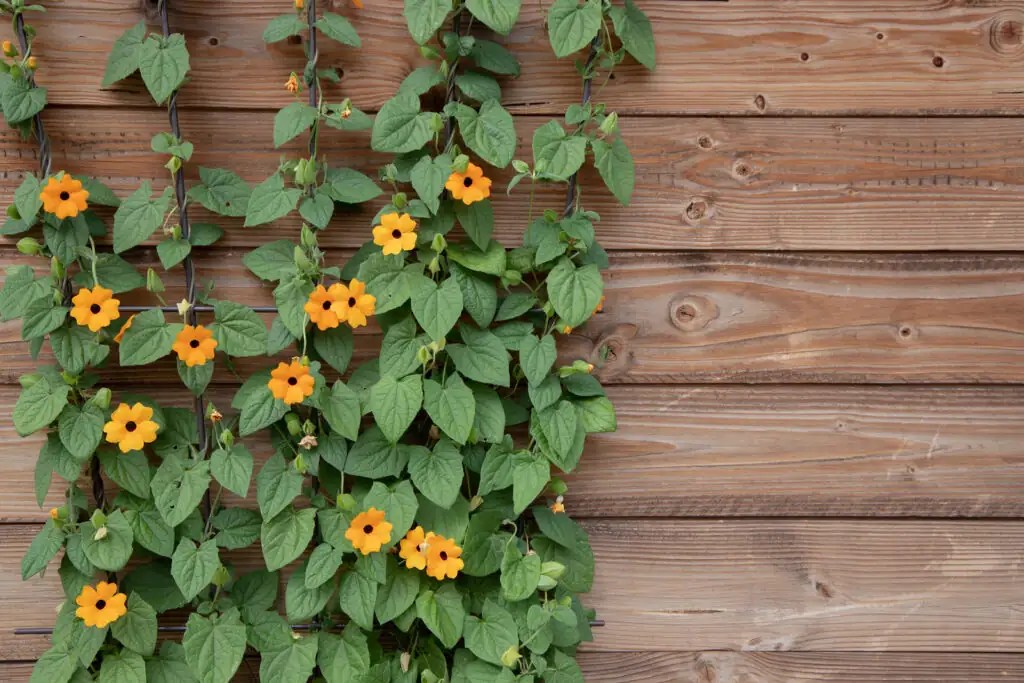 thunbergia alata garden setting